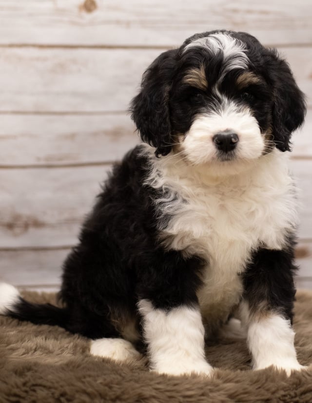 Another great picture of Ice, a Bernedoodles puppy