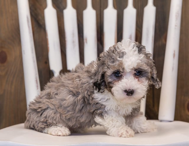 A picture of a Querida, one of our Mini Sheepadoodles puppies that went to their home in California