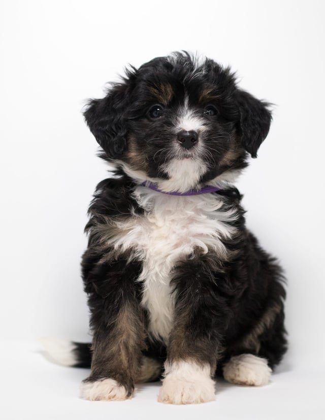 Faith came from Tyrell and Stanley's litter of F1 Bernedoodles