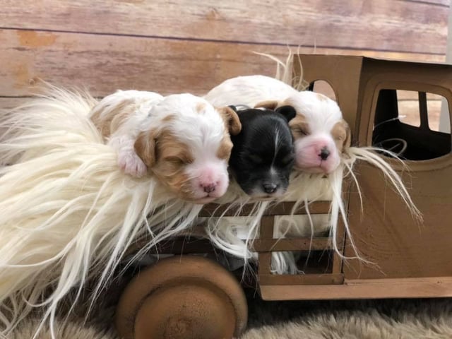 Another pic of our recent Cavapoo litter