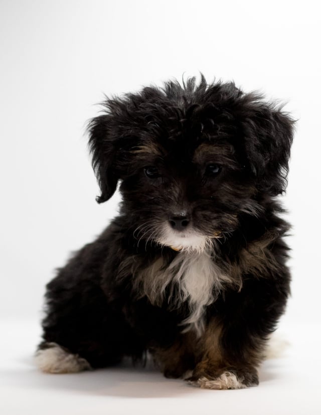 Fay came from Tyrell and Stanley's litter of F1 Bernedoodles