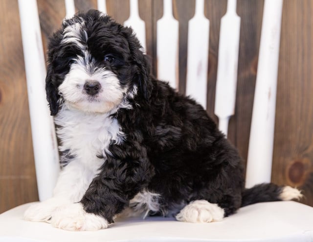 Myles is an F1 Bernedoodle that should have  and is currently living in California