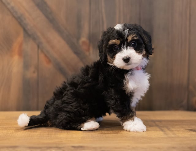Sage is an F1 Bernedoodle that should have  and is currently living in Wisconsin 