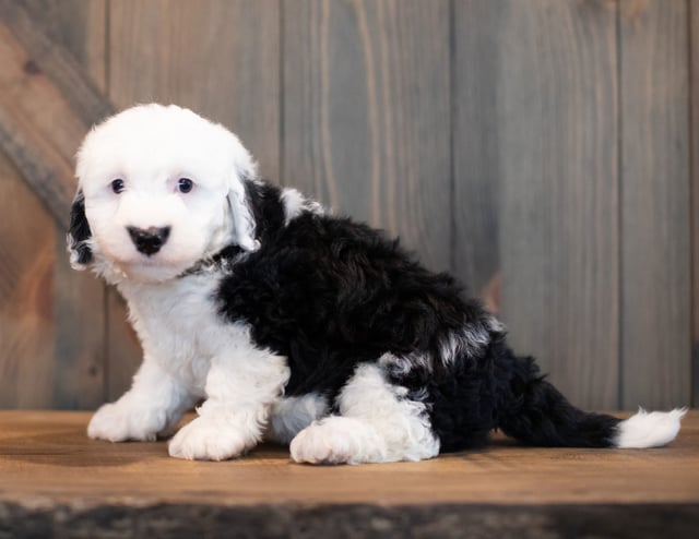 Unger came from Piper and Stanley's litter of F1 Sheepadoodles