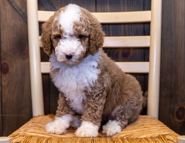 Walker is an F1BB Goldendoodle that should have  and is currently living in Iowa