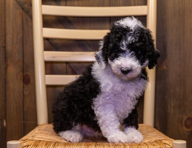 A picture of a Volt, one of our Standard Sheepadoodles puppies that went to their home in Illinois