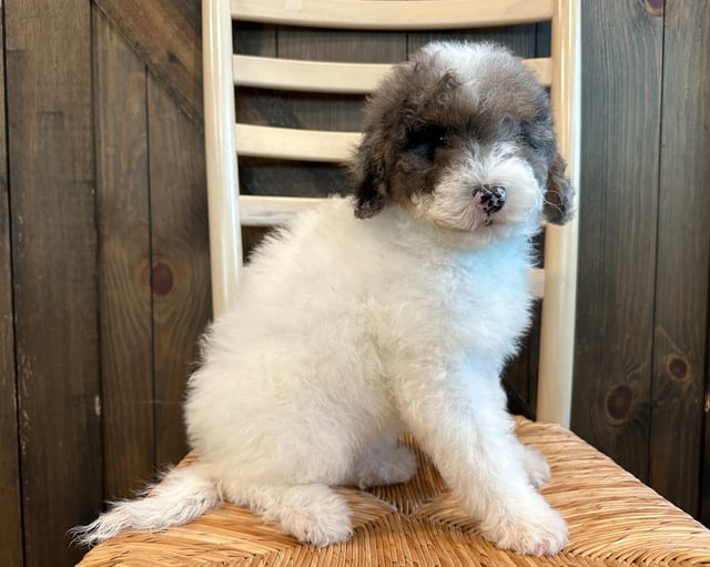 Capri came from Paris and Leo's litter of F2B Sheepadoodles