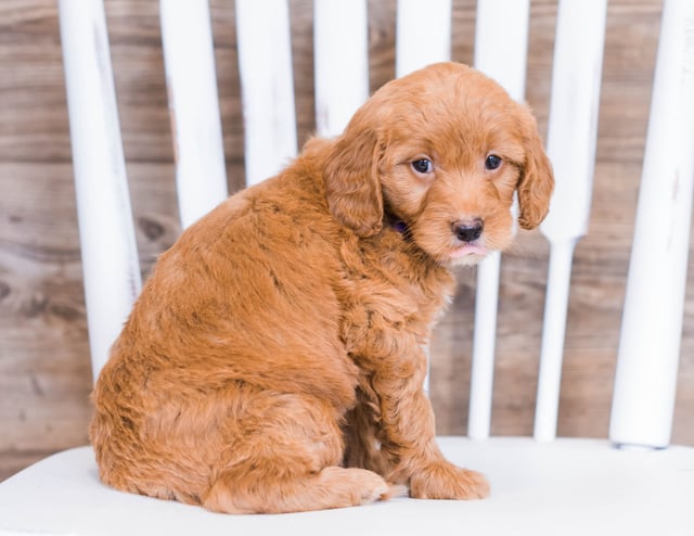 Ruby came from Jazzy and Rugar's litter of F1 Goldendoodles