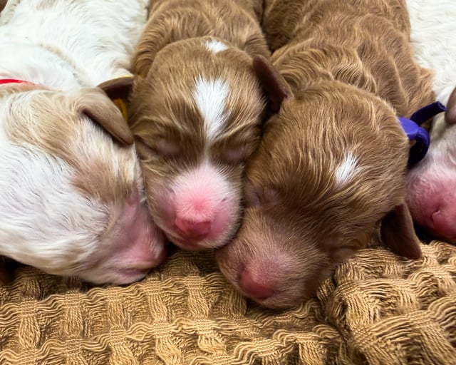 Goldendoodles bred in in Iowa by Poodles 2 Doodles