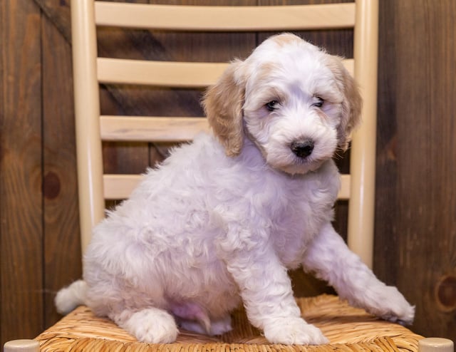 A picture of a Veer, one of our Standard Sheepadoodles puppies that went to their home in Missouri