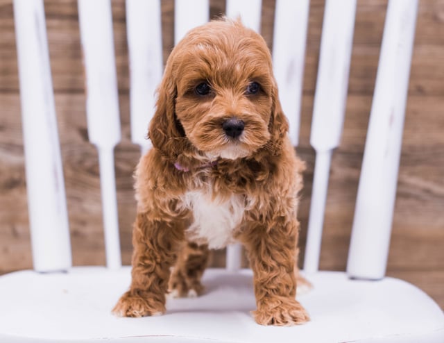 A picture of a Tess, one of our Mini Irish Doodles puppies that went to their home in Wisconsin 