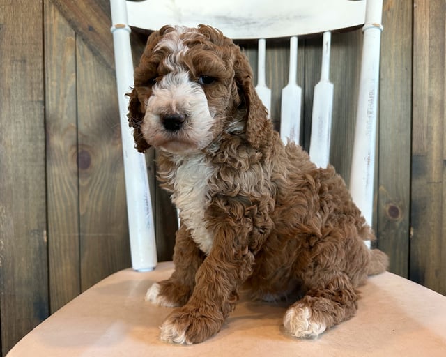 Griffin is an F1B Goldendoodle for sale in Iowa.