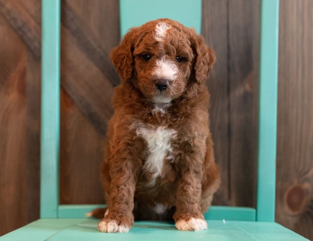 Another pic of our recent Goldendoodle litter