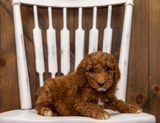 Zeke is an F1B Goldendoodle that should have  and is currently living in Nebraska