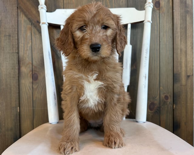 A picture of a Heidi, a gorgeous Standard Goldendoodles for sale