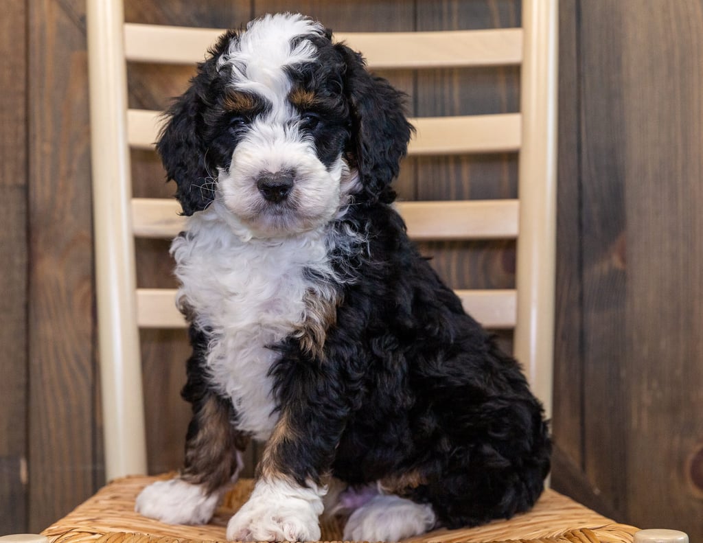 XXX came from Willow and Parker's litter of F1 Bernedoodles