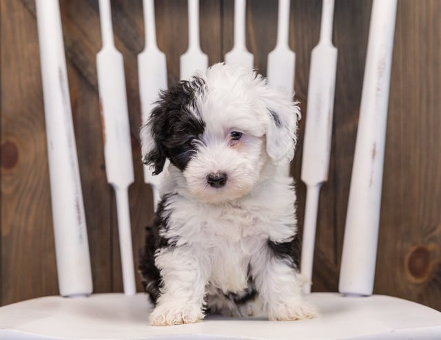 Tilly came from Millie and Stanley's litter of F1 Sheepadoodles