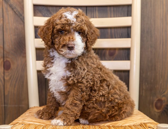 Jack is an Multigen Australian Goldendoodle that should have  and is currently living in Iowa