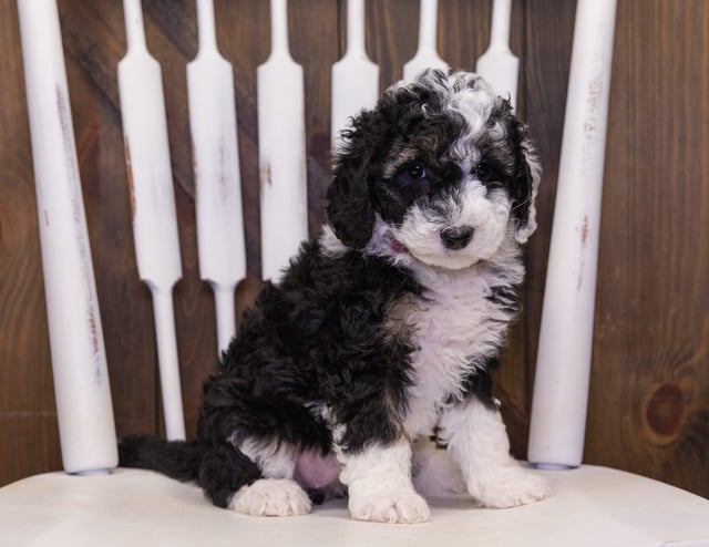 A picture of a Claire, one of our Petite Sheepadoodles puppies that went to their home in Wisconsin 