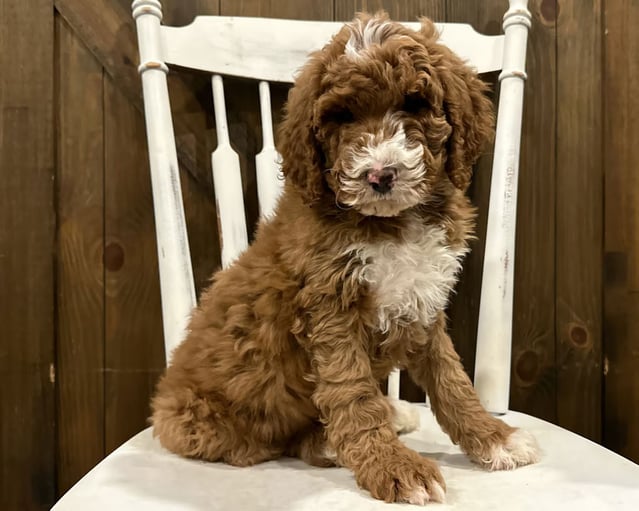 Goldendoodle breeders in Miami FL