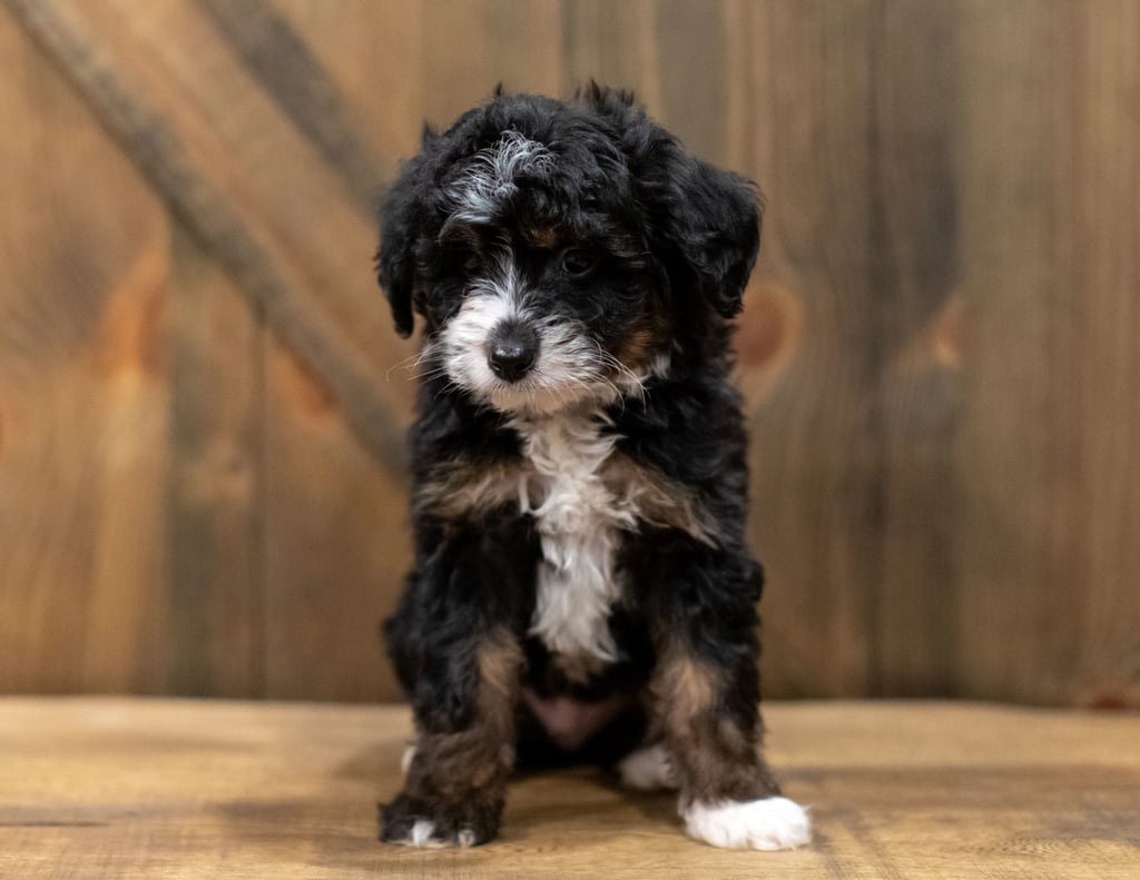 A picture of a Quigley, one of our Mini Bernedoodles puppies that went to their home in Alabama