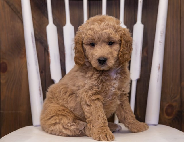 A picture of a Jett, one of our Mini Goldendoodles puppies that went to their home in Minnesota