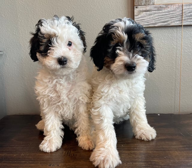 A litter of Mini Bernedoodles raised in Iowa by Poodles 2 Doodles