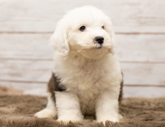 Lady is an F1 Sheepadoodle that should have thick, wavy, black and white coat and is currently living in Minnesota