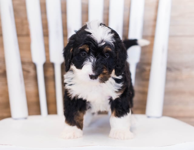 A picture of a Zia, one of our Mini Bernedoodles puppies that went to their home in Indiana