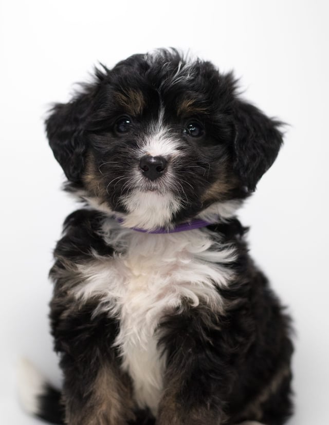 Faith came from Tyrell and Stanley's litter of F1 Bernedoodles