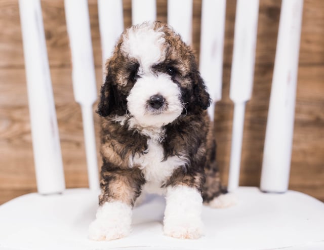 A picture of a Quester, one of our Petite Sheepadoodles puppies that went to their home in New York