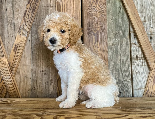 Minnie came from Tatum and Toby's litter of F1BB Goldendoodles