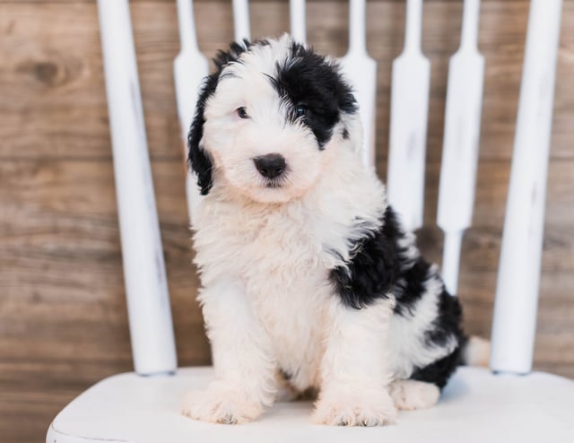 A picture of a Carly, one of our Mini Sheepadoodles puppies that went to their home in Connecticut 