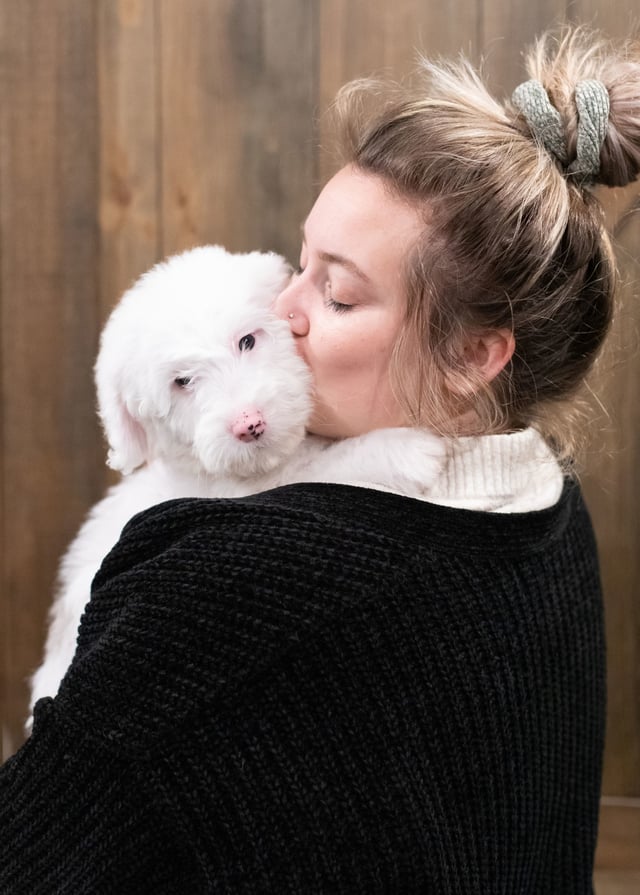 Easton was born on 12/10/2019 and is a Ohio Sheepadoodle