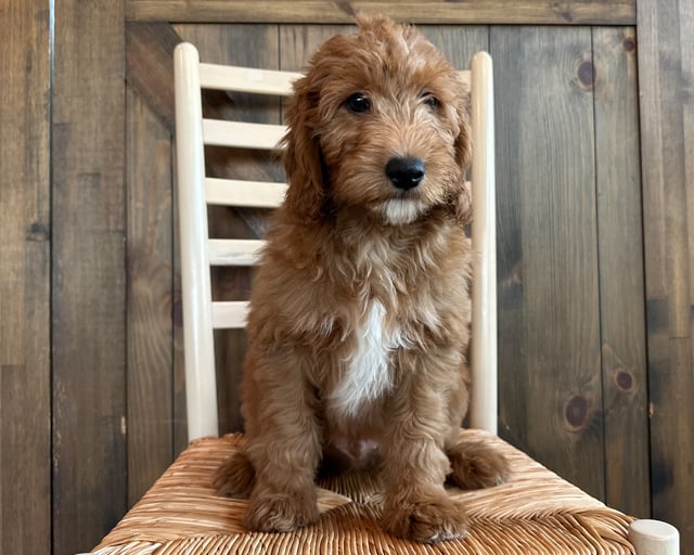 A picture of a Cooper, a gorgeous Mini Goldendoodles for sale