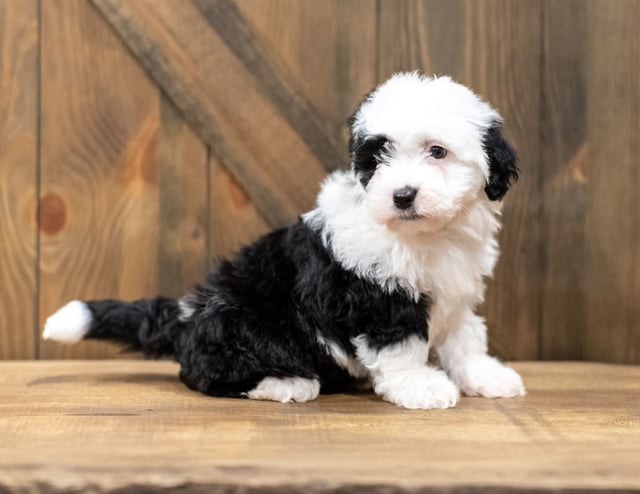 A picture of a Oliva, a gorgeous Mini Sheepadoodles for sale
