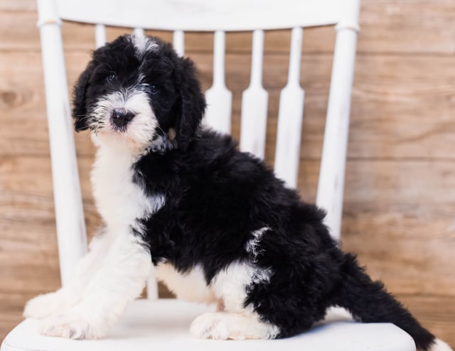 A picture of a Yano, one of our Standard Sheepadoodles puppies that went to their home in Massachusetts 
