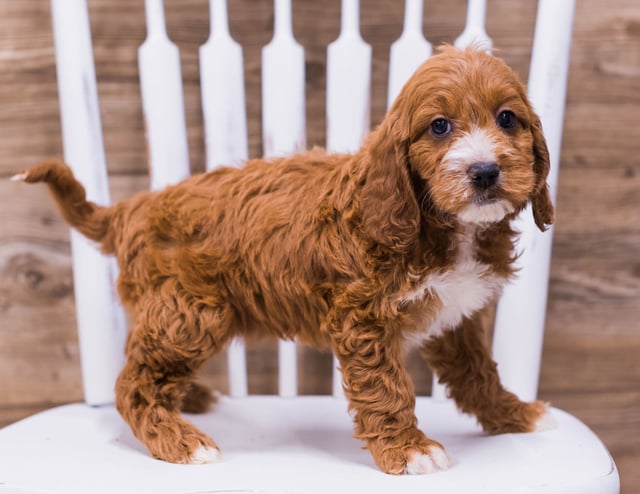 A picture of a Tilly, one of our Mini Irish Doodles puppies that went to their home in Wisconsin 