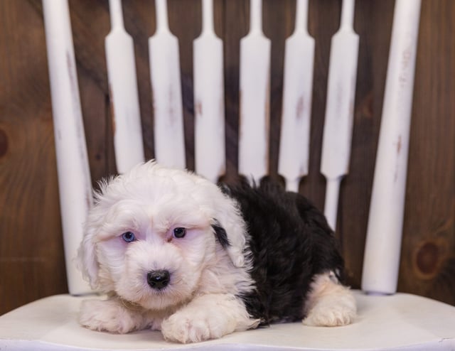 Lacey is an F1 Sheepadoodle that should have  and is currently living in Texas