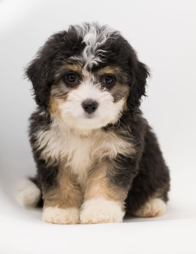 A picture of a Bell, a gorgeous  Bernedoodles for sale