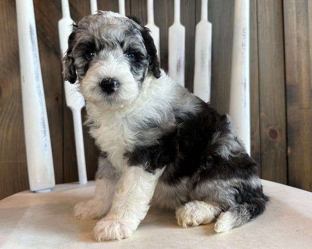 A picture of a Cala, one of our Mini Sheepadoodles puppies that went to their home in South Dakota