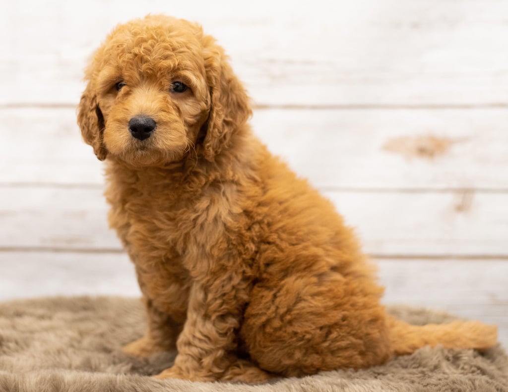 Olena is an Multigen Goldendoodle that should have  and is currently living in Iowa