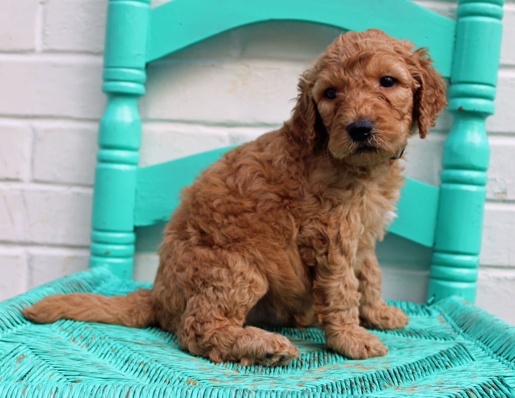 A picture of a Miller, one of our Standard Irish Doodles puppies that went to their home in Florida 