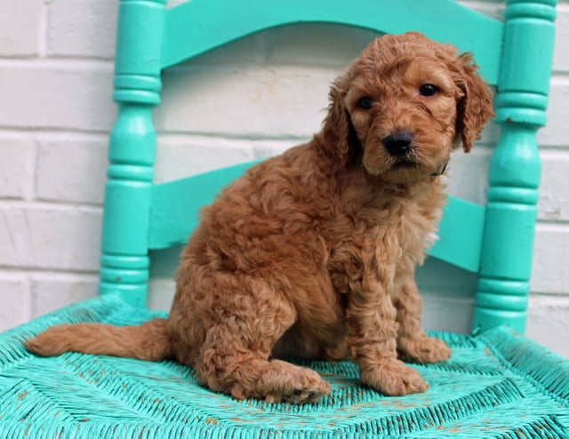 A picture of a Miller, one of our Standard Irish Doodles puppies that went to their home in Florida 