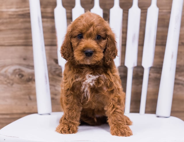 A picture of a Thomas, one of our Mini Irish Doodles puppies that went to their home in Colorado 