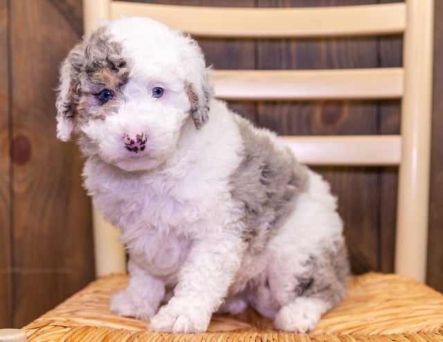 Fido is an F1B Sheepadoodle that should have  and is currently living in Florida