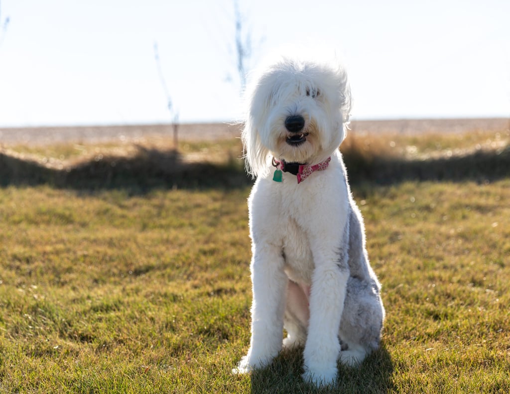 Millie is an  Old English Sheepdog and a mother here at Poodles 2 Doodles, Sheepadoodle and Bernedoodle breeder from Iowa