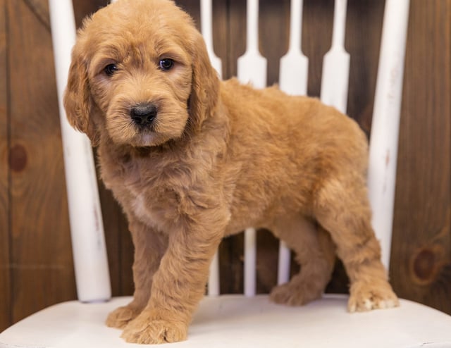 Skippy is an F1 Goldendoodle that should have  and is currently living in Maryland