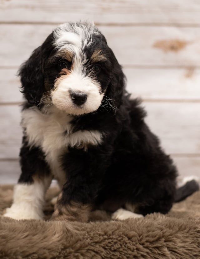 Ivy is an F1 Bernedoodle for sale in Iowa.