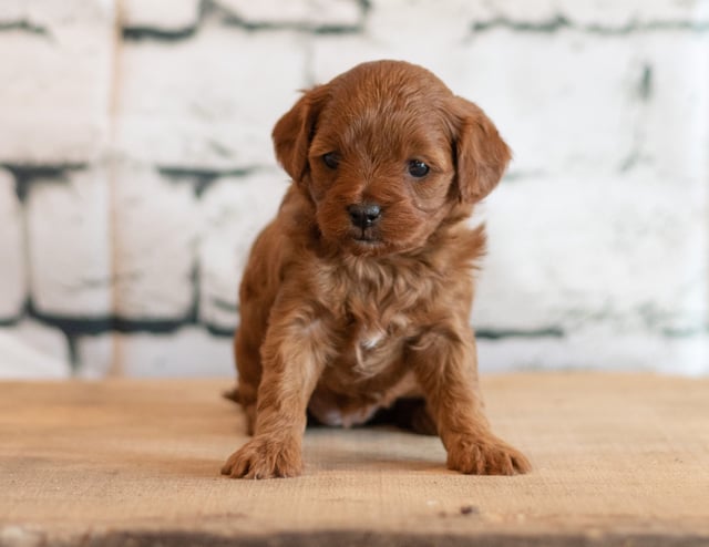 Cavapoos bred in in Iowa by Poodles 2 Doodles